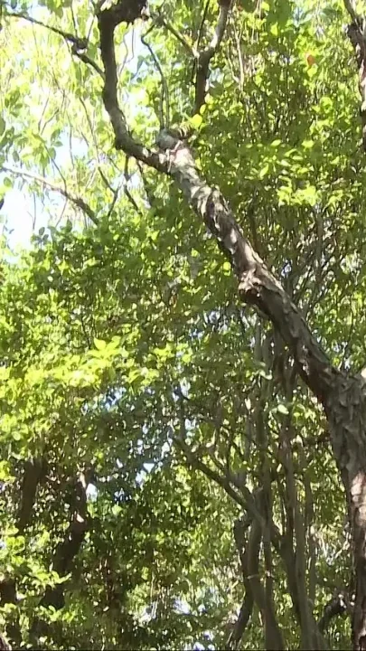 Woodland Dick Discovery