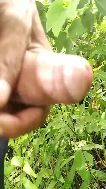 Beautiful Playing Cock in the Garden