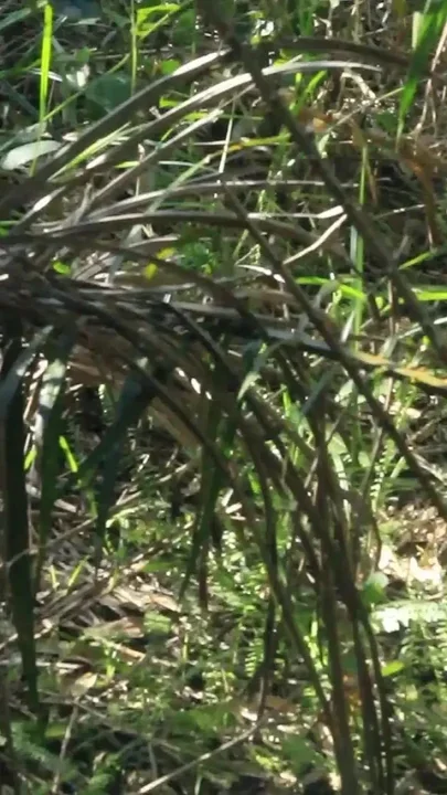 African Lovers in Bush Fucking