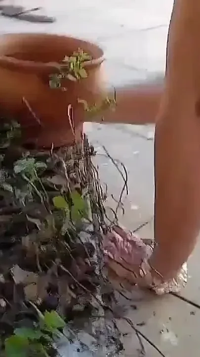 Tiffany Montavani Stepmother's Gardening Makes Sex in the Garden