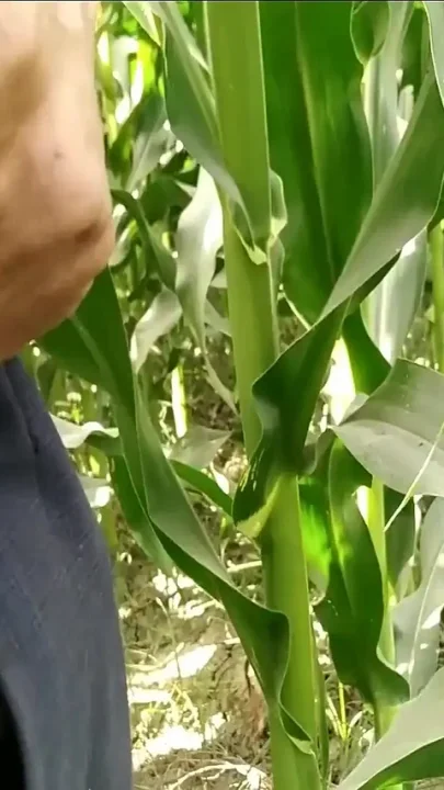 Hairy Gay Porn Videos Handjob and Cumshot on Plants