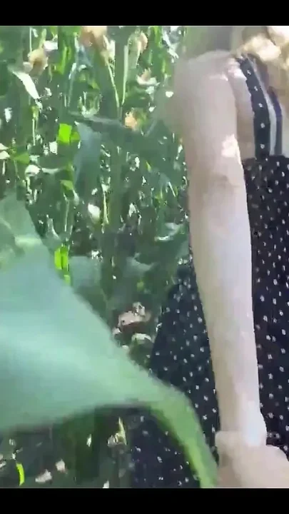 Fucks a Girl in a Field of Corn - Outdoor Sex