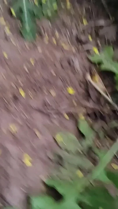 Jungle ka sex hath se karte Hain Clip 1
