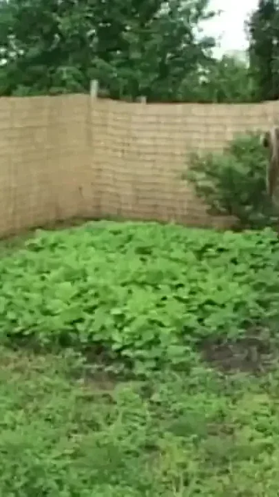 Blonde Little slut gets fucked in the garden by an old man