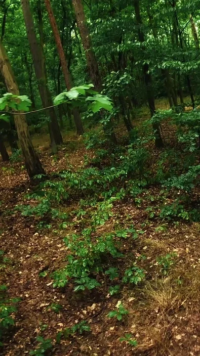 Crazy girl hiker fucks in the forest