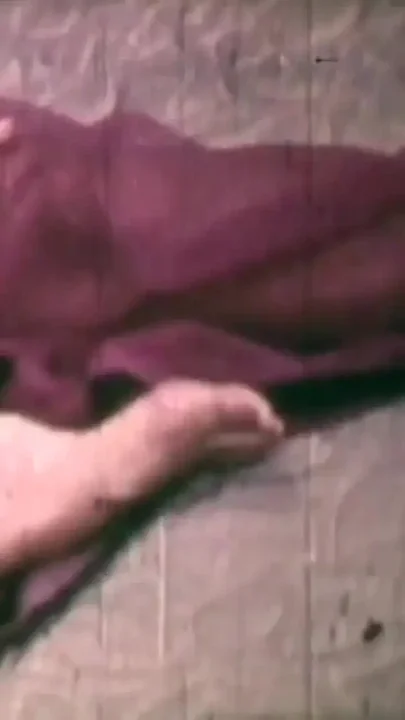 The Pig Sucks Cock