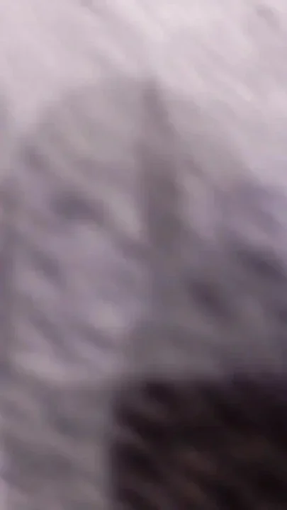 The Pig Shows You How Far the Cum in the Previous Video Splashed and His Big