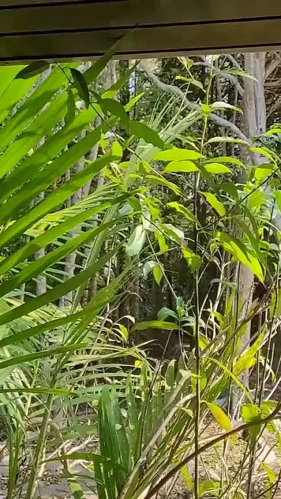 Masturbating on the Balcony of My Farm