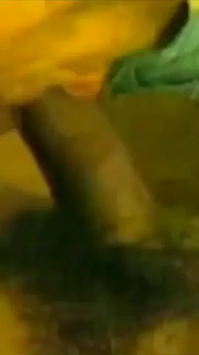 Vintage porn ebony fucker