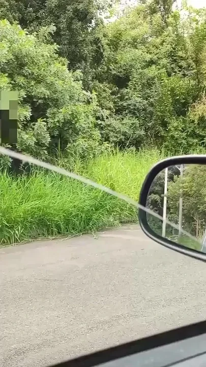 Sucking a Stranger's Dick in the Car