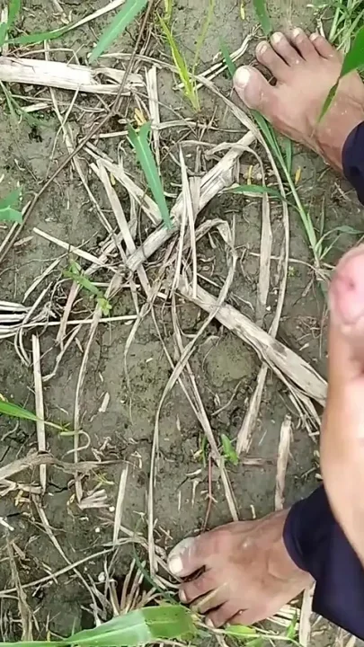 Big Cock Cumming on Field Milk Cumshot
