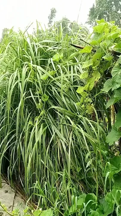 Village Masturbation in Outdoor Handjob Cumshotot