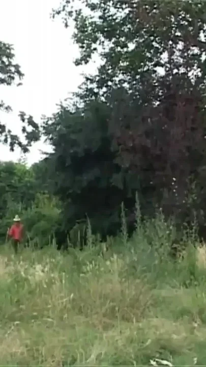 The Big Cock of a Transgender Bitch