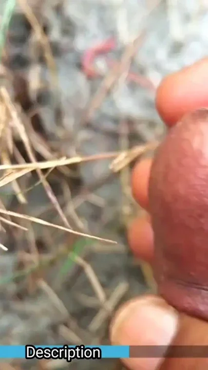 Masturbation vid6- Hard Masturbating in the jungle Clip 2