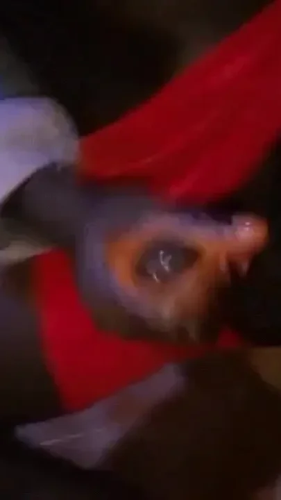 Horny Big Black Dick Is so Hard My Stepmom Just Can't Stop Screaming
