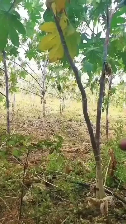 Desi outdoor sex video in hindi audio xxx video viral bhabhi ki desi chudai Clip 2