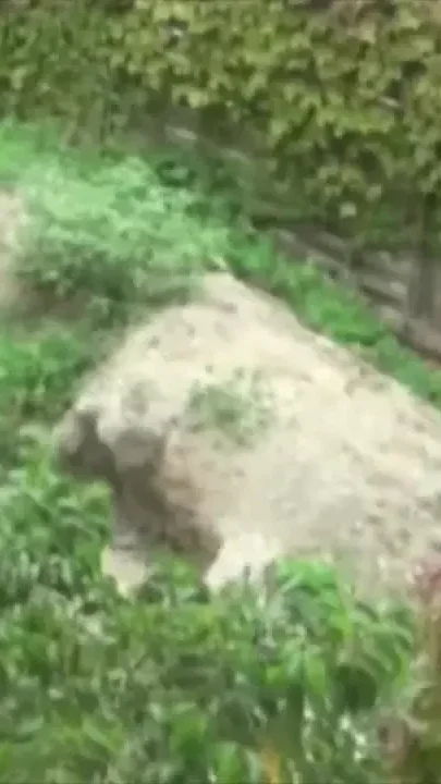Juan Perez fucked by bear with huge cock in exhib
