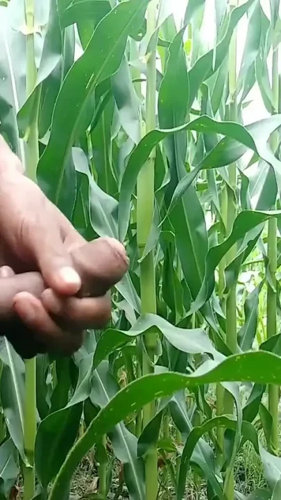 Handjob and Hot Cumshot in Outdoor Area
