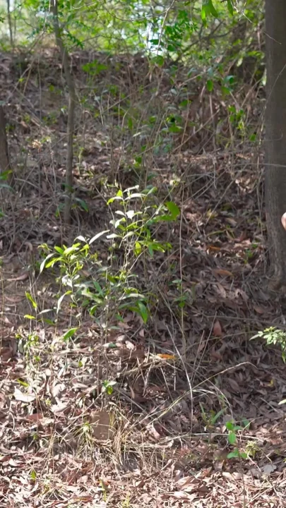 Girlfriend Wants Hardcore Sex After OutDoor Photoshoot With Clear Hindi Audio Clip 1