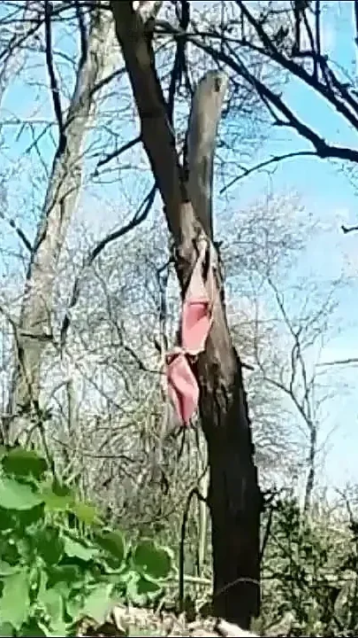 Guy Masturbating and Cumming on Hanging Bra Outdoors