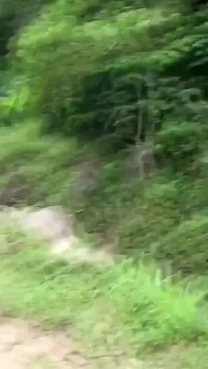 Jungle