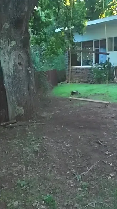 The Firewood That Never Made It Home