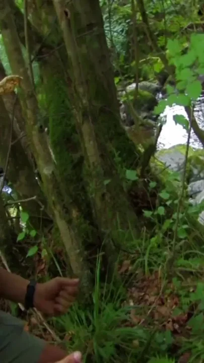Babe with colored hair tied up in the forest released then fucked