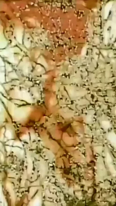 The Madness of My Vagina