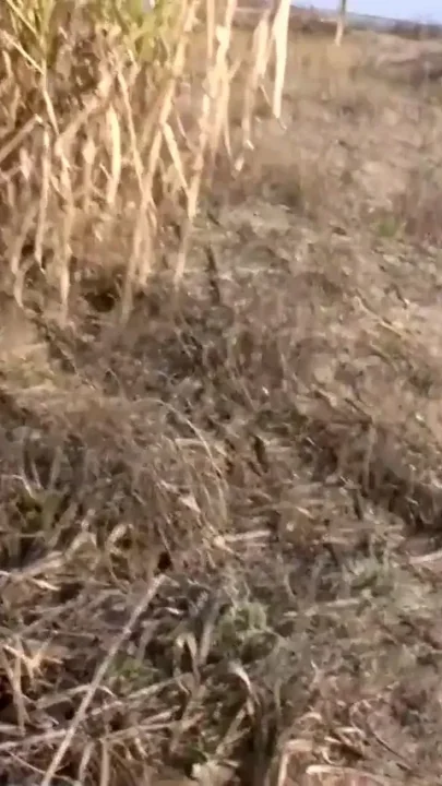Ass fucking pussy licking in 69 position