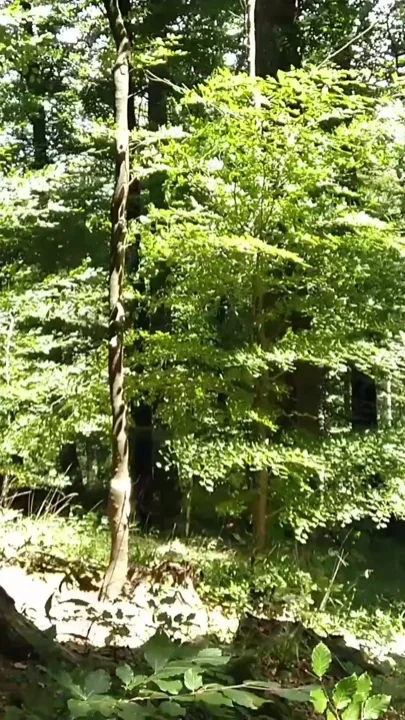Golden Shower for Sexy MILF
