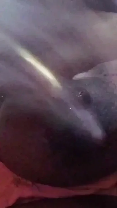 Indian husband dominated his sexy wife Clip 1