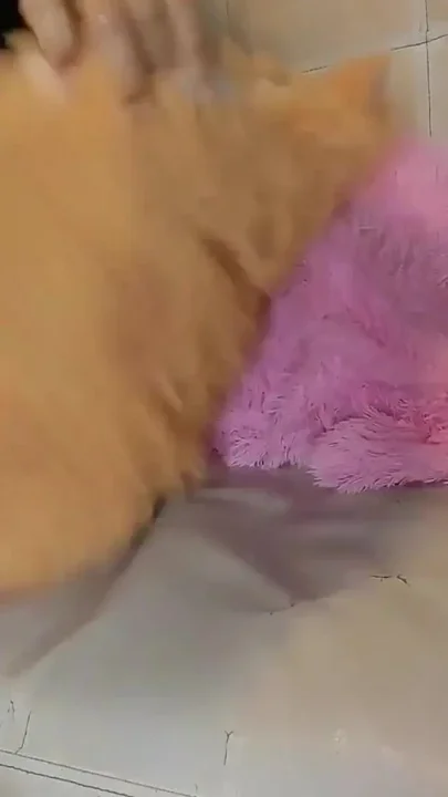 Dildo in the Pussy and Anus