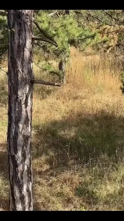 Anal Intercourse in the Woods