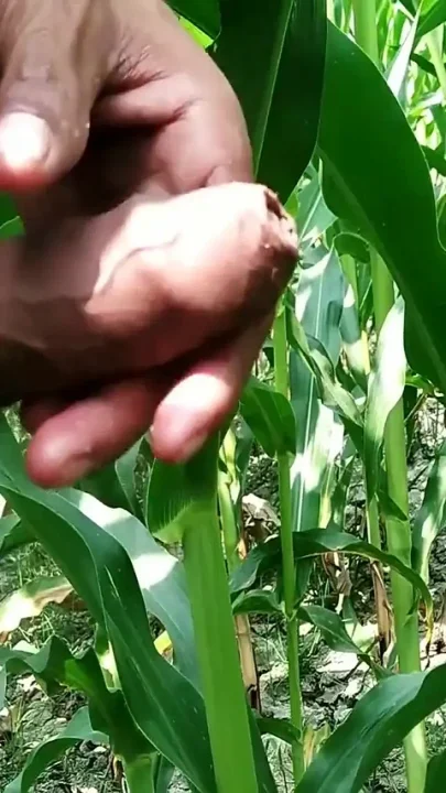 Handjob in Outdoor and Cumshot on Leaf Big Cock