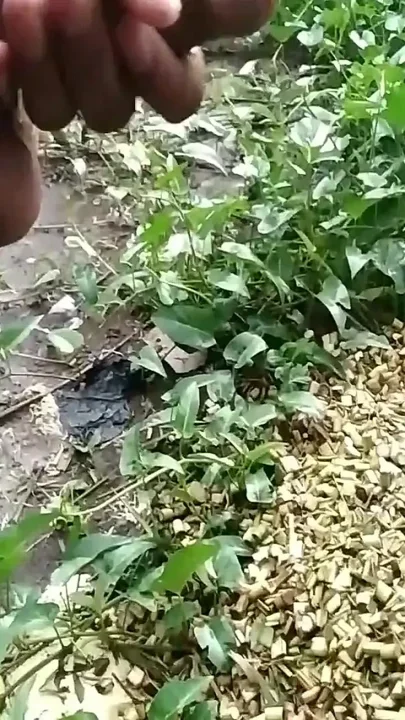 Big Cock Fast Cumming on Home Backside