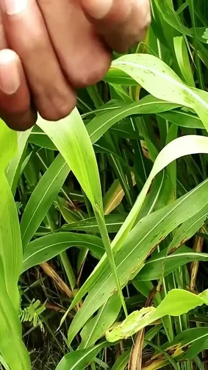 Outdoor Handjob and Cumshot on Grass