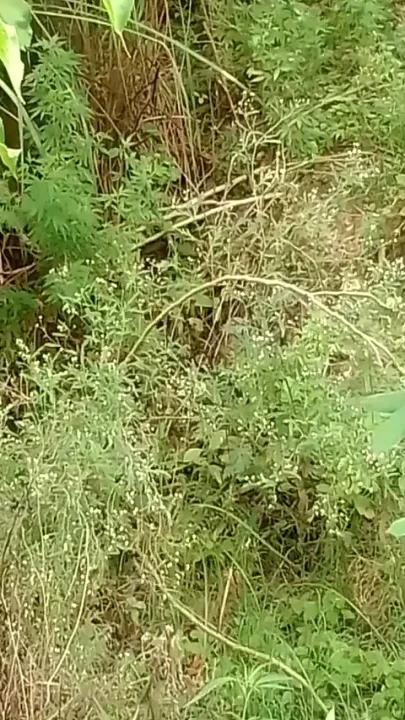 Your Sexy Boy Rohit Hard Sex Video
