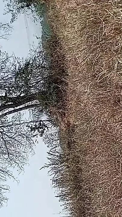 Gay Boy Outdoor Pussy Fuck Sissy Anal