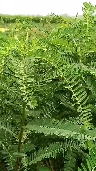 Indian Masturbation and Cumshot in Outdoor Green Field