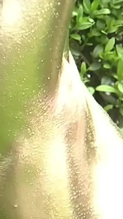 Crazy outdoor gold metallic painted busty statue girl