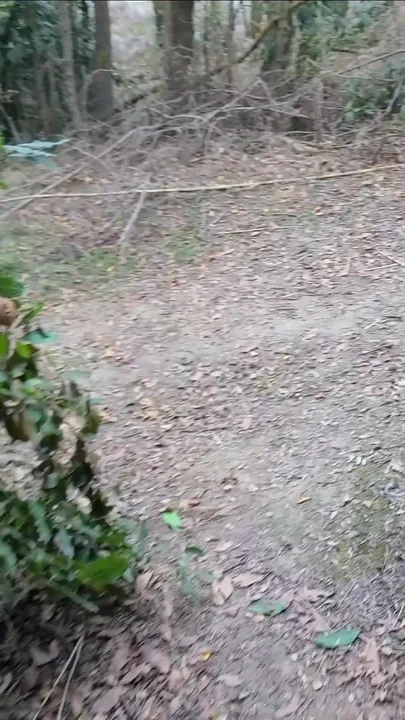 Walk in the woods
