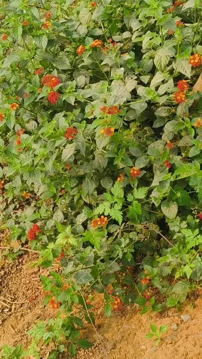 Jongle ase deko ki korchi