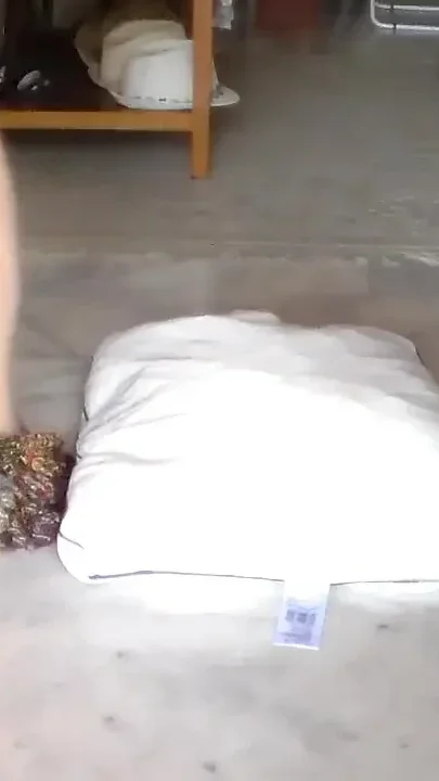 Jen is peeing all on her pillow