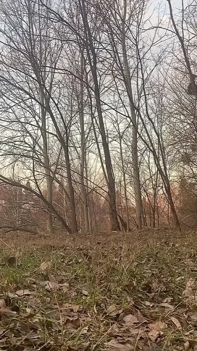 Pet-play - Winter Walk