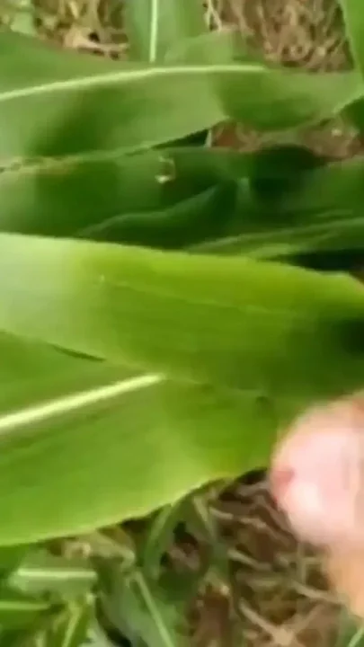Cumshot Compilation Full Cumming