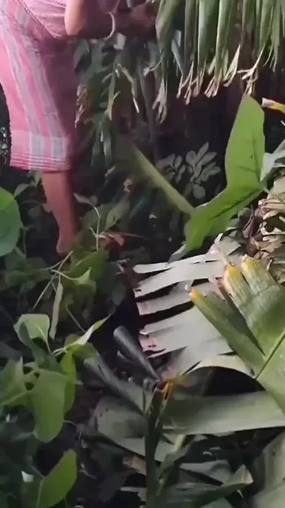 I Went Outside Naked and Picked Bananas Your Nomita Bhabhi
