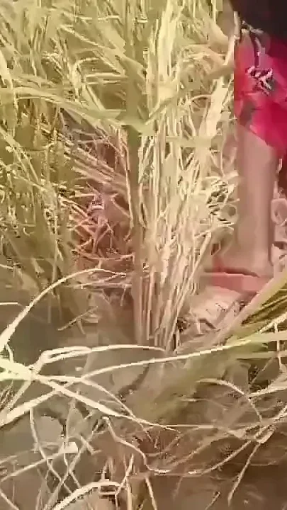 Bengali Audio Fuck in Paddy Field Nomita Bhabhi