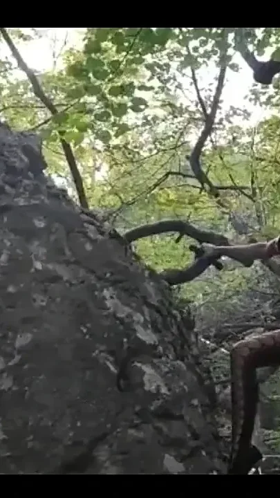 Horny in the wall