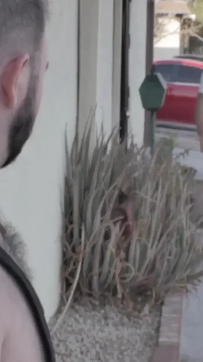 Bearfilms Raw Breeding with Bears Brad Kalvo and Dean Gauge