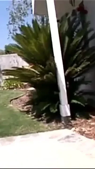 Black on Blonde for a White Slut Loving Big Black Cock